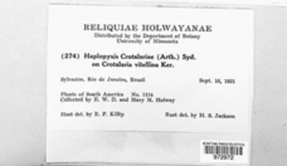 Uropyxis crotalariae image